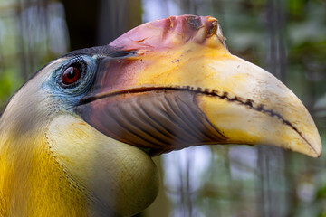 Wrinkled Hornbill (Rhabdotorrhinus corrugatus) in tropical rainforests, commonly found in Southeast Asia