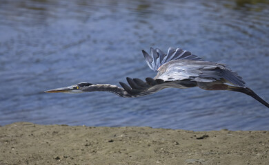 Great Blue Heron stretched out to take flight at Bolsa Chica Reserve in California
