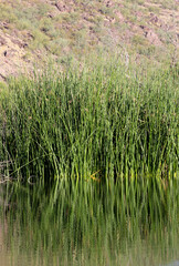 Desert oasis view of riparian habitat of El Rio Preserve in Marana, Arizona