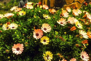 flowers in the garden