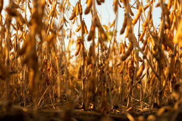 Soy sprouts. Close-up of a soybean field