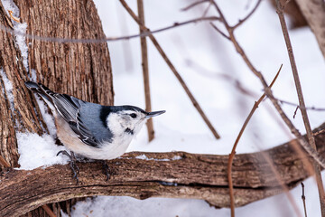 white-breasted nuthatch (Sitta carolinensis) eating seeds on a winter day.