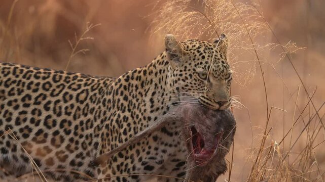 Female Leopard (Panthera pardus) has killed a Common Duiker in early morning and is taking half of it to her kittens. Slow motion, 25 percent natural speed.