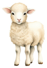 Fototapeta premium PNG Sheep livestock animal mammal.