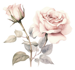 Obraz premium PNG Botanical illustration rose vintage flowers sketch plant inflorescence.