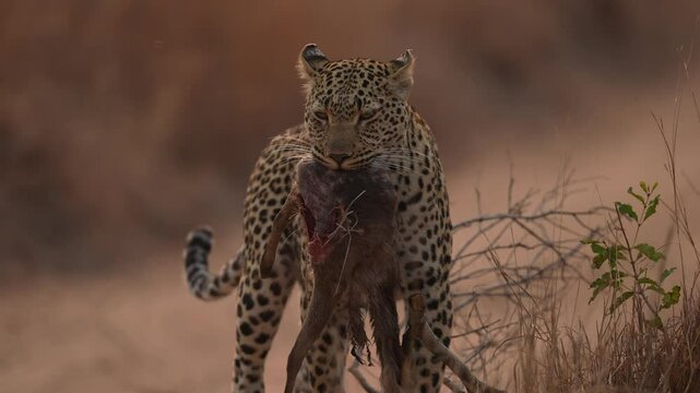 Female Leopard (Panthera pardus) has killed a Common Duiker in early morning and is taking half of it to her kittens. Slow motion, 25 percent natural speed.