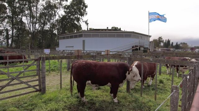 Brown and white Polled Hereford bulls locked in a corral. Argentina flying flag. 4K 60fps