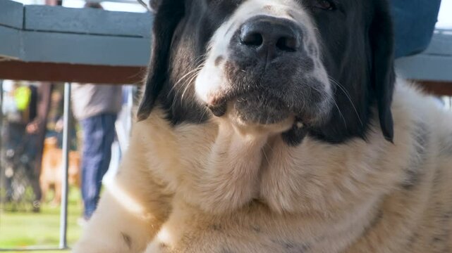 Huge Black Faced Dog Asleep. Close-up of a Large Dog Napping. 