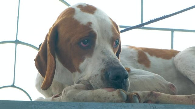 Dane puppy on the playground. portrait of a dane dog. great dane purebred dog resting.