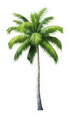 Obraz premium PNG coconut tree, plant element, transparent background