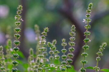 basil flower in the garden for nature background