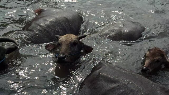 bathing buffaloes in the river