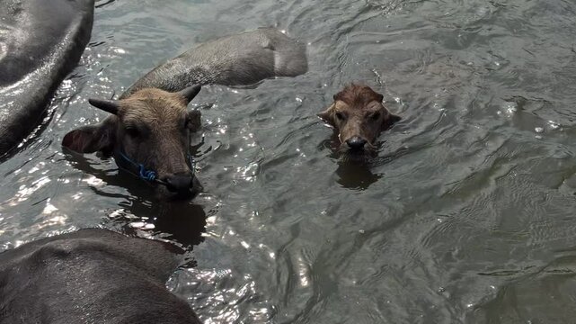bathing buffaloes in the river