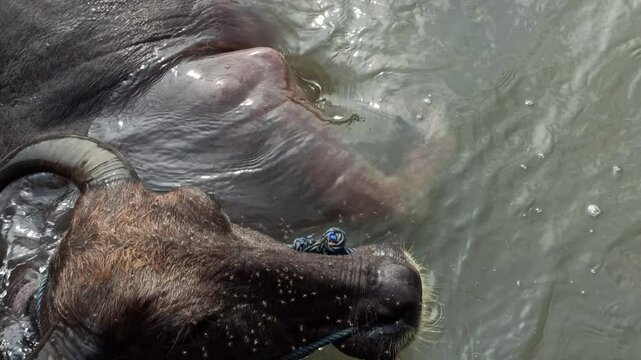 bathing buffaloes in the river