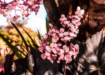 flowers in the garden