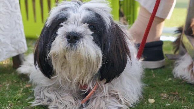 shih tzu on the grass. yorkshire terrier puppy. shih tzu  on the lawn. shih tzu puppy. Shih Tzu dog breed. Super cute fluffy purebred dog posing trustingly. 