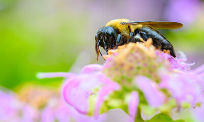 Bumble bee on a beebalm flower on a bright early summer day