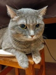 Gray cat with green eyes sitting on a chair and looking at the camera