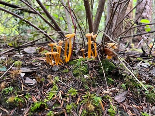Winter Chanterelle Mushroom 