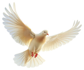 PNG Christ holy dove animal pigeon bird.