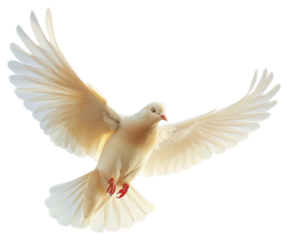PNG Christ holy dove animal pigeon bird.