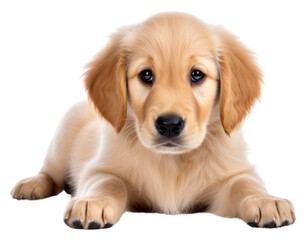 Fototapeta premium PNG Golden retriever puppy animal mammal.