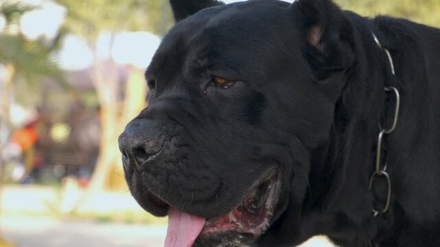 cute cane corso dog with collar chain looking to side, panting and sticking out tongue while standing in park. portrait of a dog