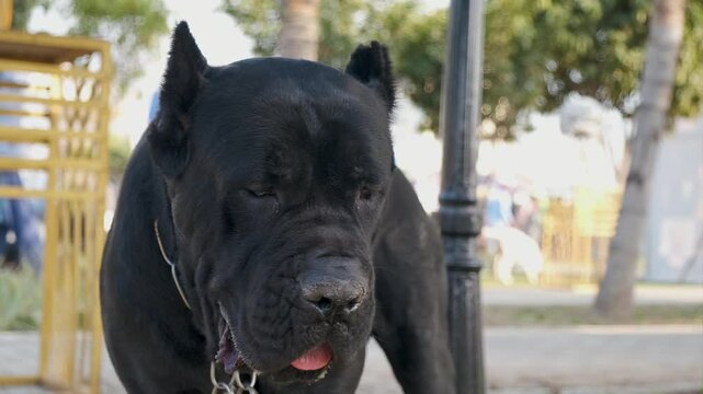 cute cane corso dog with collar chain looking to side, panting and sticking out tongue while standing in park.
