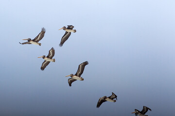 Witnessed the beauty of Paracas Bay through the eyes of a pelican. Nature’s grace on full display, right by the water's edge
