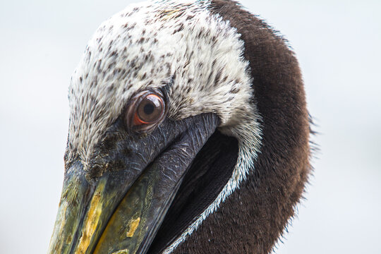 Witnessed the beauty of Paracas Bay through the eyes of a pelican. Nature&rsquo;s grace on full display, right by the water's edge