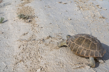 カザフスタンのマンギスタウのリクガメ