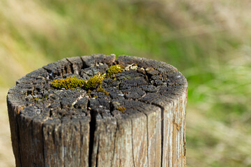 A close up image of an old weathered fence post and tuffs of fluffy green moss. 