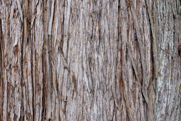 An abstract image of the rough and weathered texture of thick peeling tree bark. 