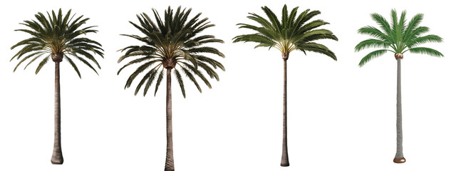 Palm Tree PNG isolated on transparent and white background