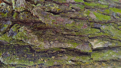 Tree bark texture and background