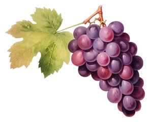 Fototapeta premium PNG Grapes fruit plant food.