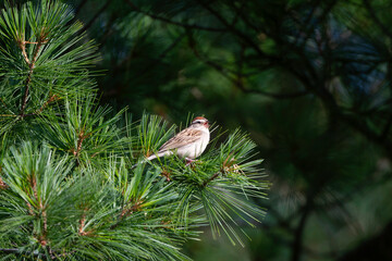 Birds I photographed in New York