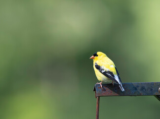 Birds I photographed in New York