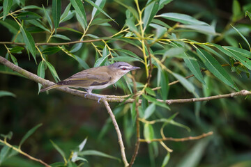 Birds I photographed in New York