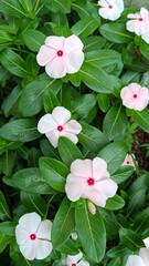 Madagascar Periwinkle Pink Flower, Vinca (Catharanthus)