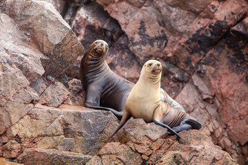 These playful sea lions know how to enjoy life in paradise. The islands are not only a sanctuary for them but also a stunning wildlife haven