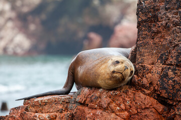 Obraz premium These playful sea lions know how to enjoy life in paradise. The islands are not only a sanctuary for them but also a stunning wildlife haven