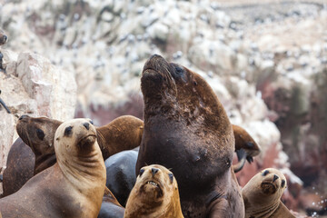 Obraz premium These playful sea lions know how to enjoy life in paradise. The islands are not only a sanctuary for them but also a stunning wildlife haven