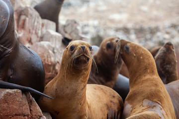 Fototapeta premium These playful sea lions know how to enjoy life in paradise. The islands are not only a sanctuary for them but also a stunning wildlife haven