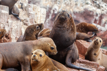 These playful sea lions know how to enjoy life in paradise. The islands are not only a sanctuary...