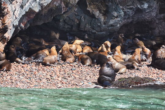 These playful sea lions know how to enjoy life in paradise. The islands are not only a sanctuary for them but also a stunning wildlife haven