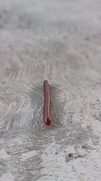 Millipedes walk on concrete ground