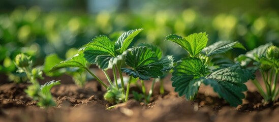 Obraz premium Growth Of Baby Strawberry Plant In Farm