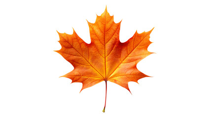 Obraz premium Autumnal maple leaf with vibrant red hues, isolated on a crisp white background