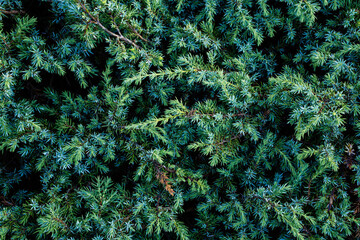 green pine tree top view in forest